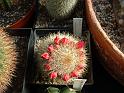 Mammillaria neocoronaria_2